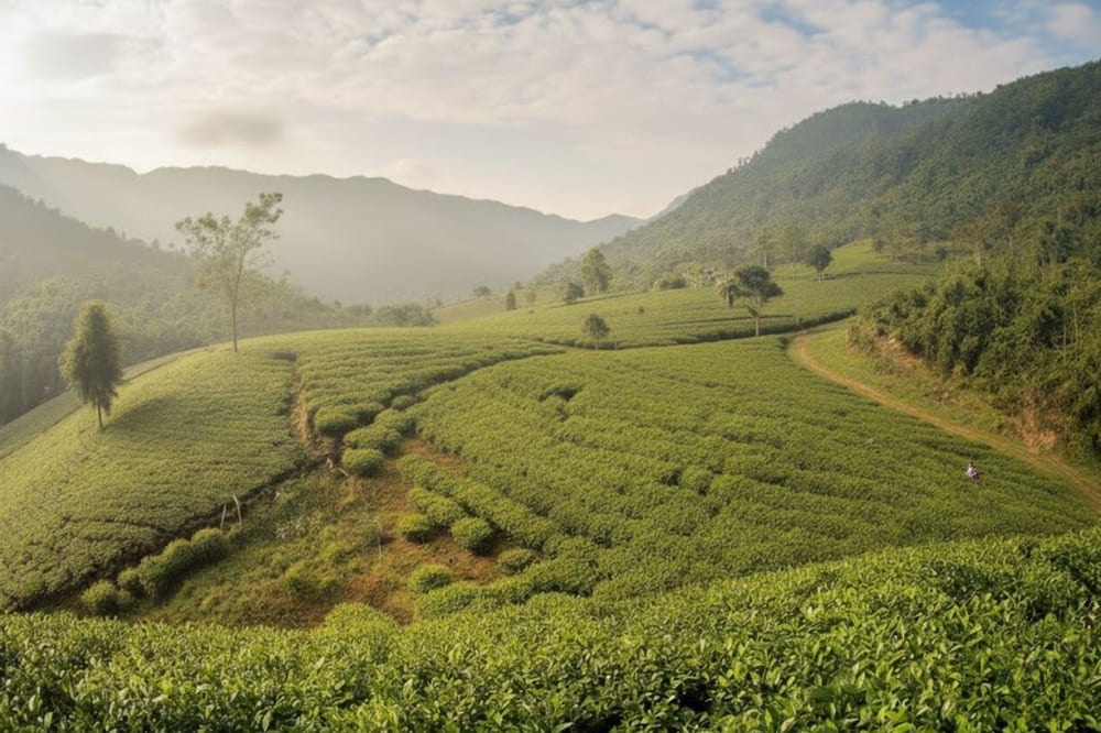 Đồi chè Tân Cương